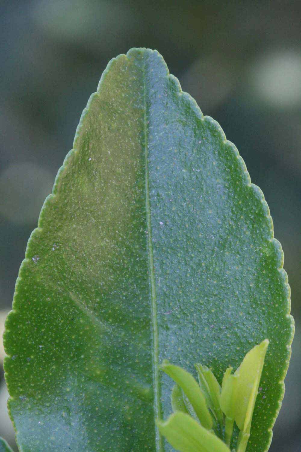              Margin (Riverside, CA)       